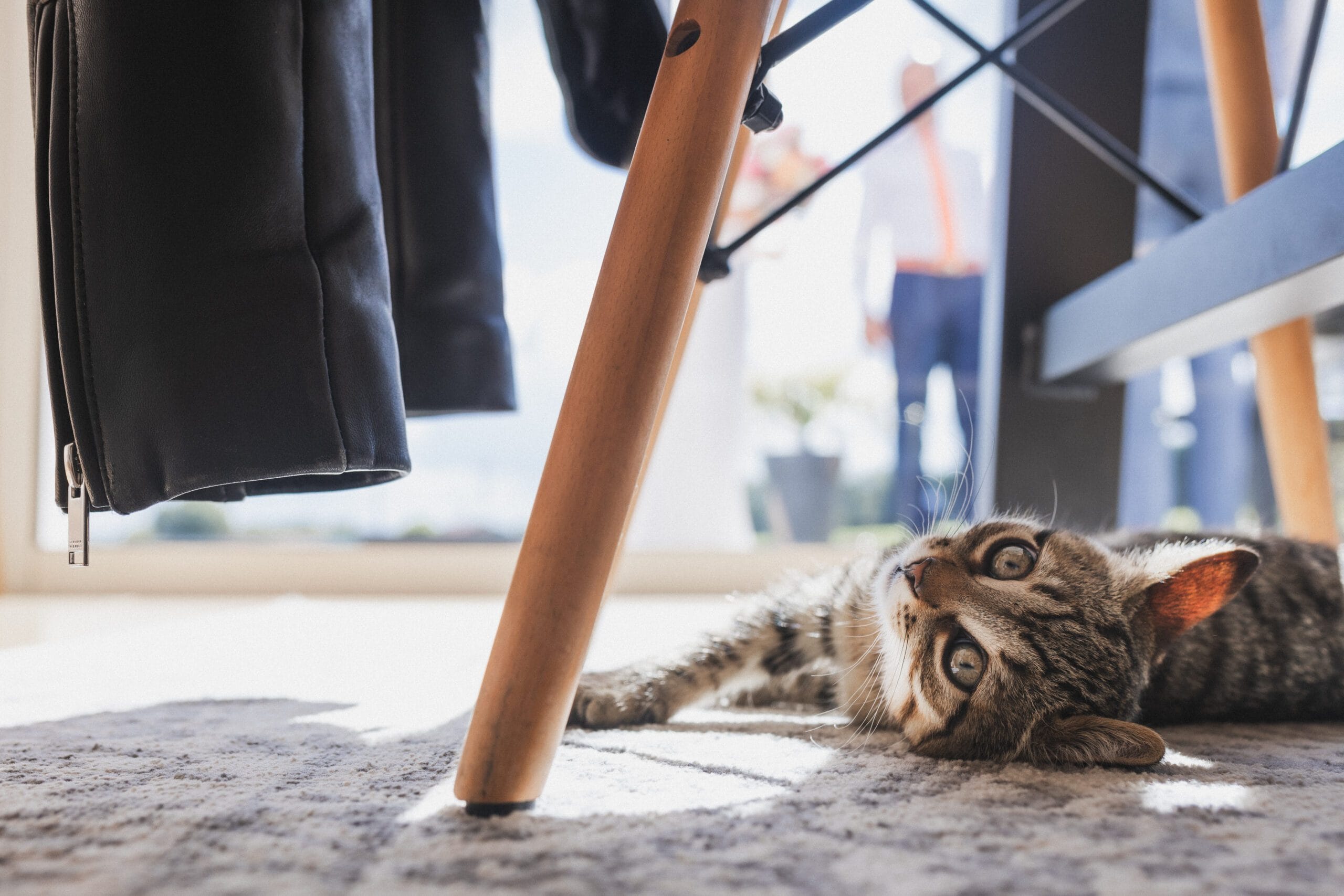 Le petit chat des mariés se prélasse au soleil pendant que ceux-ci se préparent à partir à la mairie, par une photographe mariage Landes.